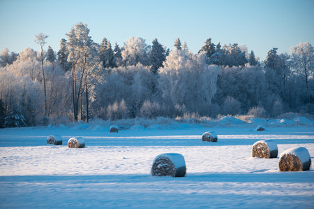 Snow covered hay bales in field with snowy forest and a trees in the background, white winter dayの写真素材