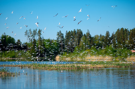 Latvian landscape with a lots of seagulls above a forest lake on a sunny summer morningの写真素材