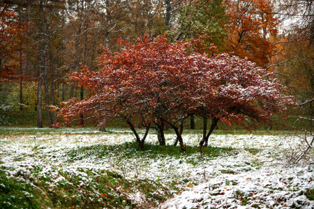 Autumn trees with colorful leaves and white snowの写真素材