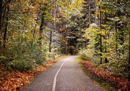 Autumn trees with colorful leaves and white snowの写真素材