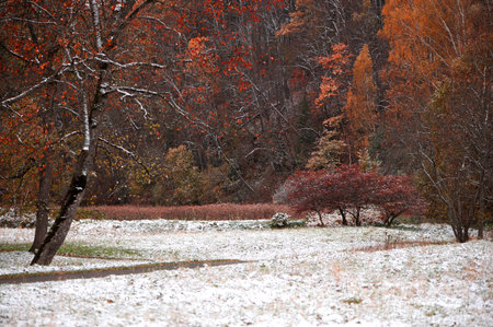 Autumn trees with colorful leaves and white snowの写真素材