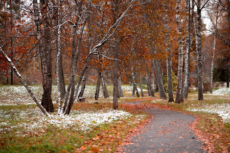 Autumn trees textures with colorful leaves and white snowの写真素材