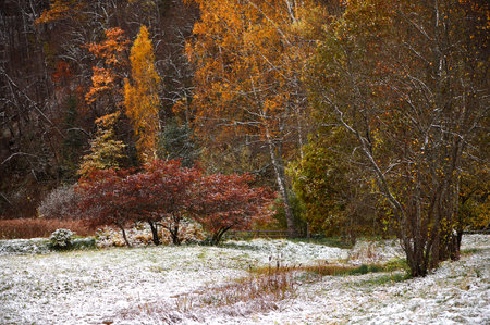 Autumn trees with colorful leaves and white snowの写真素材