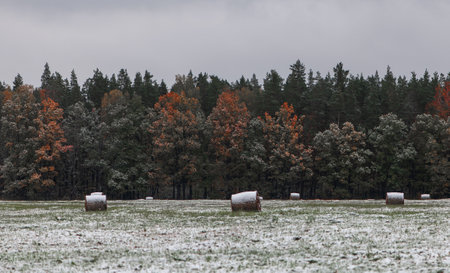 Autumn color landscape with snow and hay balesの写真素材