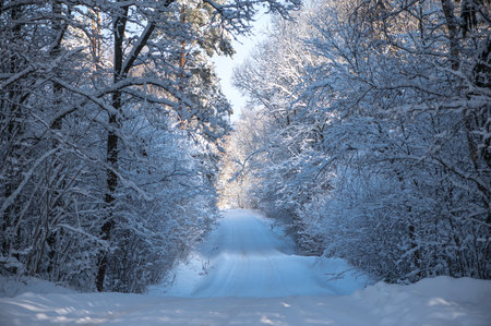 A snowy road through a winter forestの写真素材