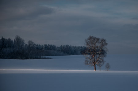 Winter minimalist landscape with a ray of light on a lonely tree on blue snowy fieldの写真素材