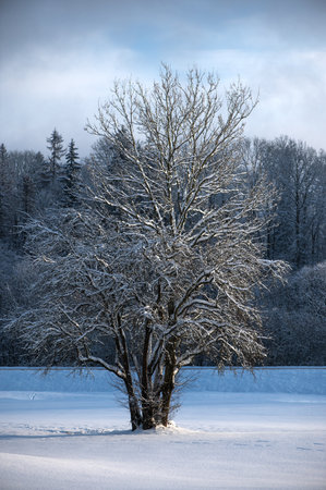 Winter trees snow coveredの写真素材