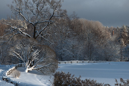 Snow-covered trees and wooden fence, blue sky, winter contrastsの写真素材