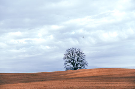 Minimalist spring evening landscape with a tree on a cultivated field under sunset sky in Latviaの写真素材