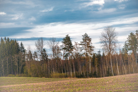 Spring landscape with forest trees and blue cloudy sky in Latviaの写真素材