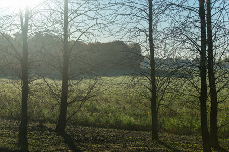Bare trees with morning surise light in background, nature of Latviaの写真素材