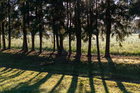 Row of trees with long shadow stripes and morning sunlight in backgroundの写真素材