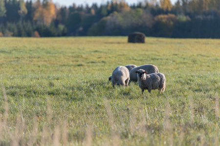 A lot sheep on green meadow in Latviaの写真素材