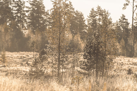 Frost covered tree and grass at forestの写真素材