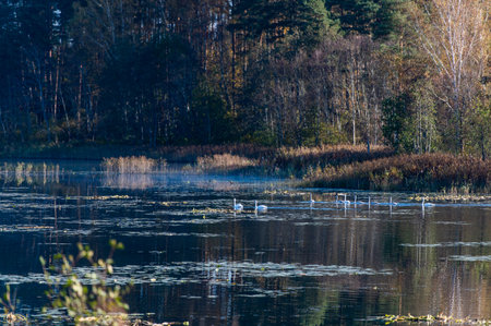 Colorful autumn landscape with white swans on a forest lake, beauty of Latvia natureの写真素材
