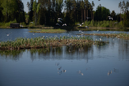 A flock of white birds flay above water of a forest lakevon a spring day, beautiful nature of Latvia