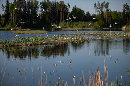 A flock of white birds flay above water of a forest lakevon a spring day, beautiful nature of Latviaの写真素材