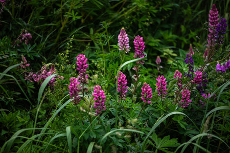 Blooming lupine flowers. A field of lupines. Violet spring and summer flowers. Gentle warm soft colors, green grass background.の写真素材