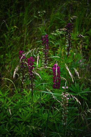 Blooming lupine flowers. A field of lupines. Violet spring or summer flowers among wild plants.の写真素材