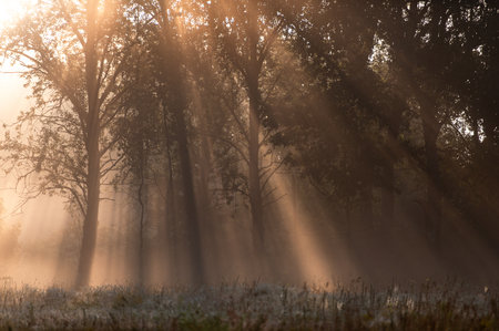 Faint rays of sunlight fall through mist-filled woods, gently brushing tree trunks and creating a layered forest scene full of depth and quiet wonder.の写真素材