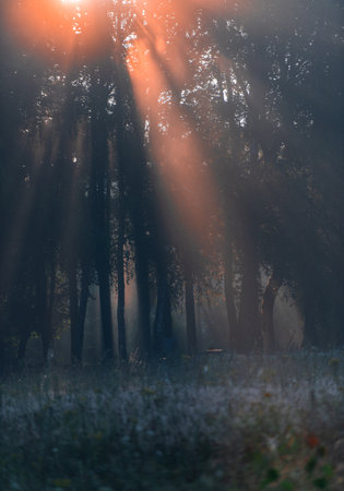 Soft golden light seeps through dense tree trunks and morning mist, revealing the mysterious beauty of the forest as it awakens in silence.の写真素材