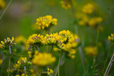 A symphony of color and form, the yellow clover harmonizes with wild greenery, showcasing the delicate textures and refined palettes of untouched meadows.の写真素材