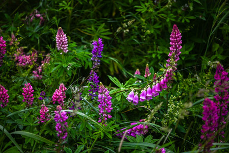 Blooming lupine flowers. A field of lupines. Violet spring and summer flowers. Gentle warm soft colors, blurred background.の写真素材