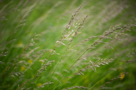 A close look at wild meadow grass reveals nature's subtle palette â€” tender greens, shimmering...