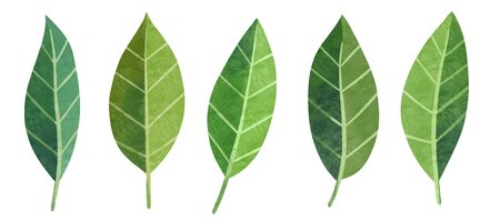Green leaves set. Hand drawn watercolor lemon tree leaf clip art.の写真素材