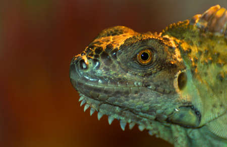 iguana in the terrarium close-upの写真素材