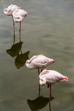 sleeping pink flamingos standing in pairs in the water. The natural symmetry. In the zooの写真素材