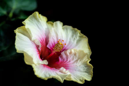 flower of indoor hibiscus variety "Valentine's day" on a black background close-upの写真素材