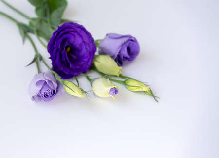 Delicate purple eustoma flower with buds on a white background. Soft focus. Space for textの写真素材