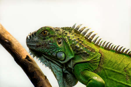 Iguana close-up on a white background. The view through the glassの写真素材