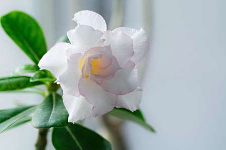 the most delicate white-pink flower Adenium Obsum Double Flower variety "Trail in the snow". Desert roseの写真素材