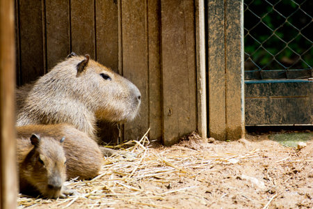 Capybaraの写真素材