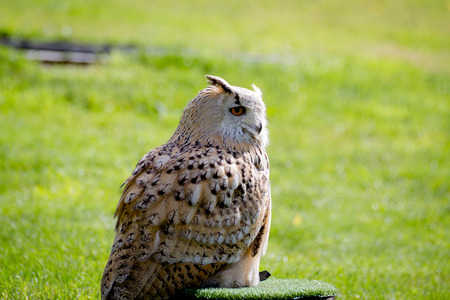 Eurasian eagle-owlの写真素材