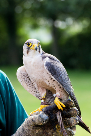 Pilgrim Falconの写真素材