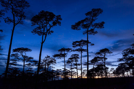silhouette landscape with pine forest at Phu Soi Dao national park, Thailandの写真素材