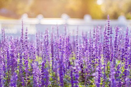 Soft Focus of Blue Salvia Flower Field and Blurred by the Wind for Texture Backgroundの写真素材