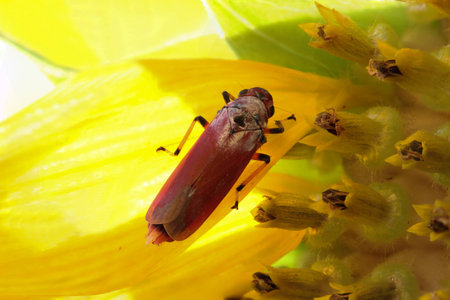 Close up macro of bug on sunflowerの写真素材