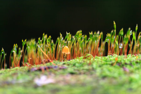 closeup macro of mushroom haircap moss sponge on a tree trunkの写真素材