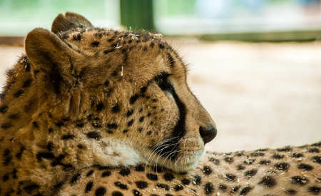 Looking into cheetah faceの写真素材