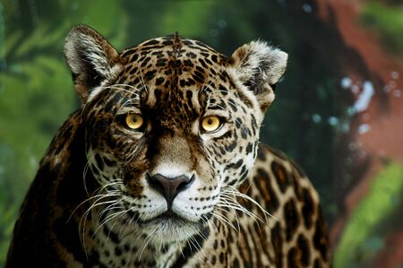 Black panther jaguar with glowing yellow eyesの写真素材