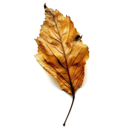 Dry autumn leaf isolated on white background. Dry leaves texture.の素材