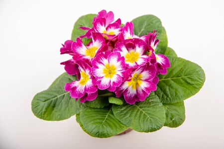 a plant of pink primroses, macro close up