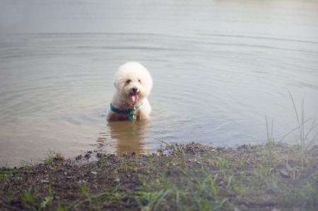 Cute fluffy white poodle dog refreshing in the lake at the park, Adult poodle relaxing in waterの写真素材