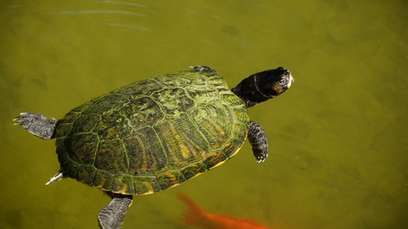 wzek wid    ,owyの写真素材