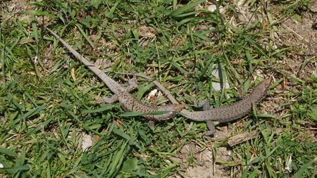 lizards IIの写真素材