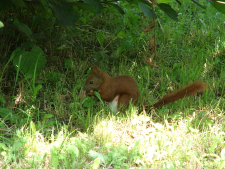 squirrelの写真素材